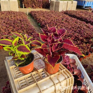 Two-Color Pot Flame Color Leaf Grass Indoor Courtyard Landscape Garden Planting Multi-Color Rental Plant Flame Color Leaf Grass