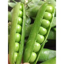 �ѻ����㶹�N������ඹ̨��ˮ���ļ��r�Ҵ䴺�������v����������