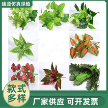 ��������ֲ��~��������m�辰С�ѻ��Gֲ���b����ϲ�ƺ�ٻ�
