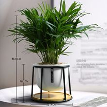 绿萝创意办公室桌面小盆栽室内净化空气耐阴植物好养袖珍椰子绿植