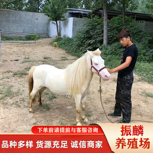 �F�ݰ��R�Bֳ�� �±����Rһֻ ��ͯ�����R ���R�Bֳ