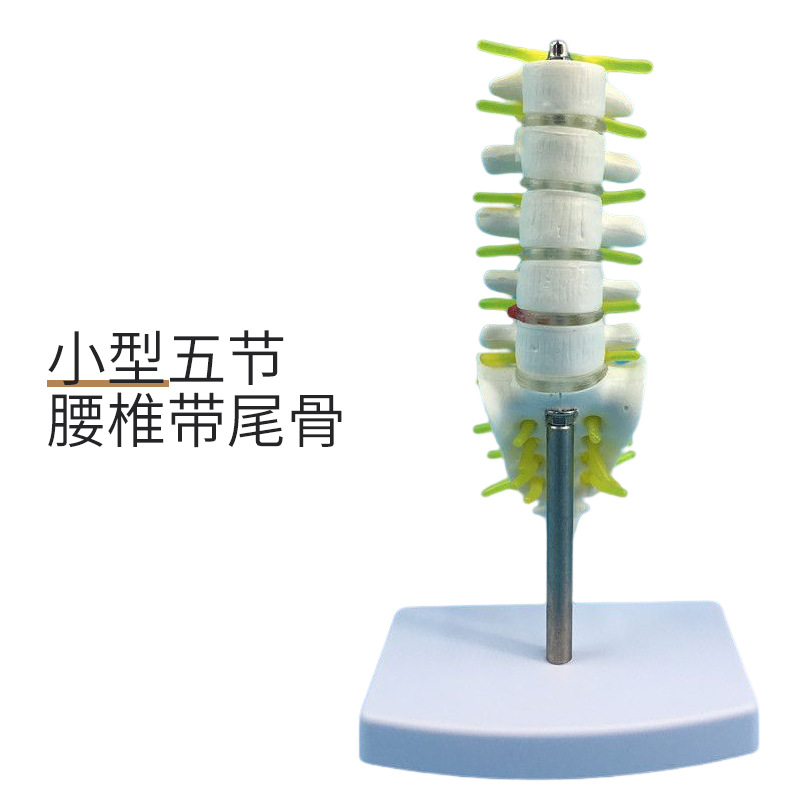 �����׵������ģ�� ����ģ�� ���ģ�� �������ģ�� �ɹ�׵����