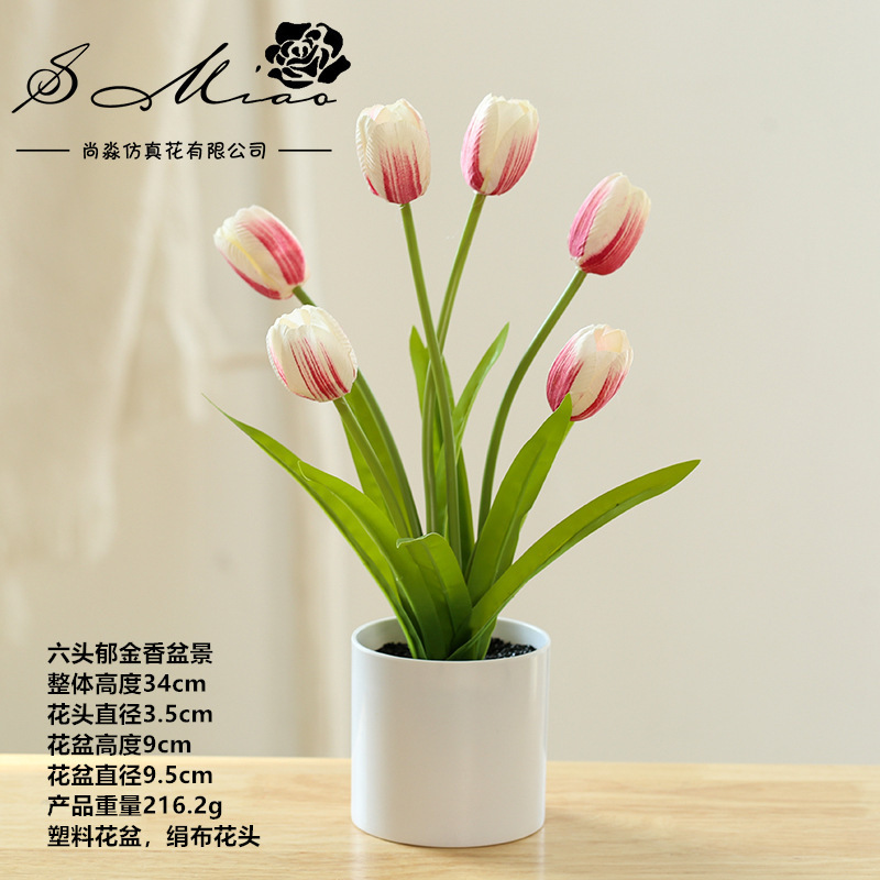 Marrón 12213 Tulipa de Champaña ☆