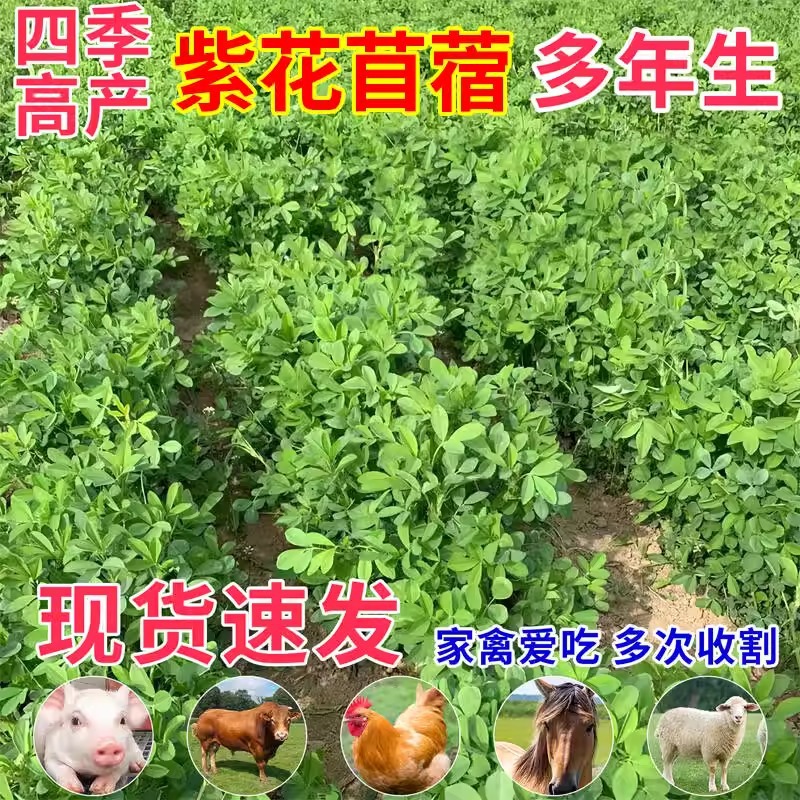 紫花苜蓿草种籽多年生牧草种子四季养殖喂牛羊鸡鸭鹅草鱼牧草种籽