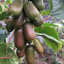 ���ټt��ܛ���J���Ҙ��箔��Y���������������Ҙ��Ϸ������Nֲ��