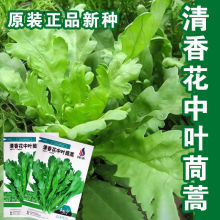 清香花中叶茼蒿种子皇帝菜涮火锅高产速生四季播大田播蔬菜种子孑
