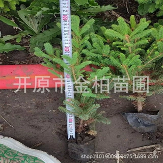 造林苗木基地批发云杉杯苗甘肃云杉树盆栽容器树苗东北云杉树小苗
