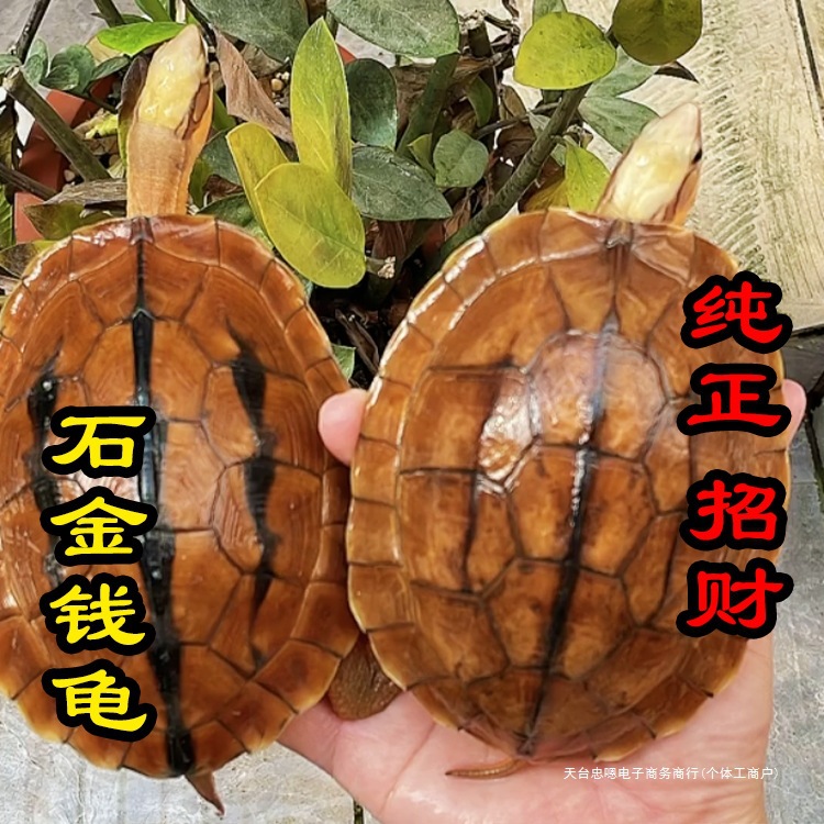 纯正石金钱龟招财宠物小乌龟活体小青鬼苗黄金龟苗纯正海启梅商行