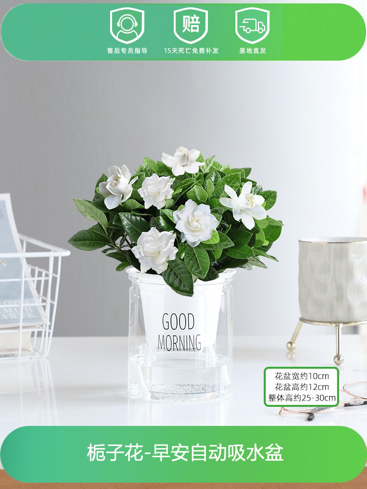 치자나무(좋은 아침 화분) + 영양액