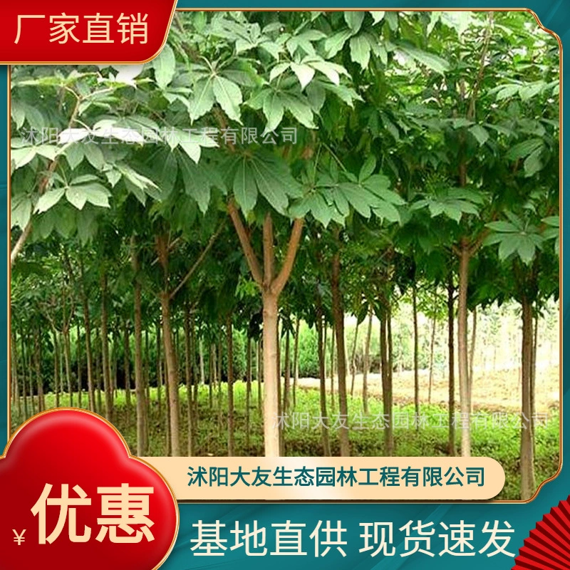 База Оптовая Продажа Семилистная рассада Самодельный район Ландшафтный дизайн Дорога Сад Инжиниринг Озеленение Рассады