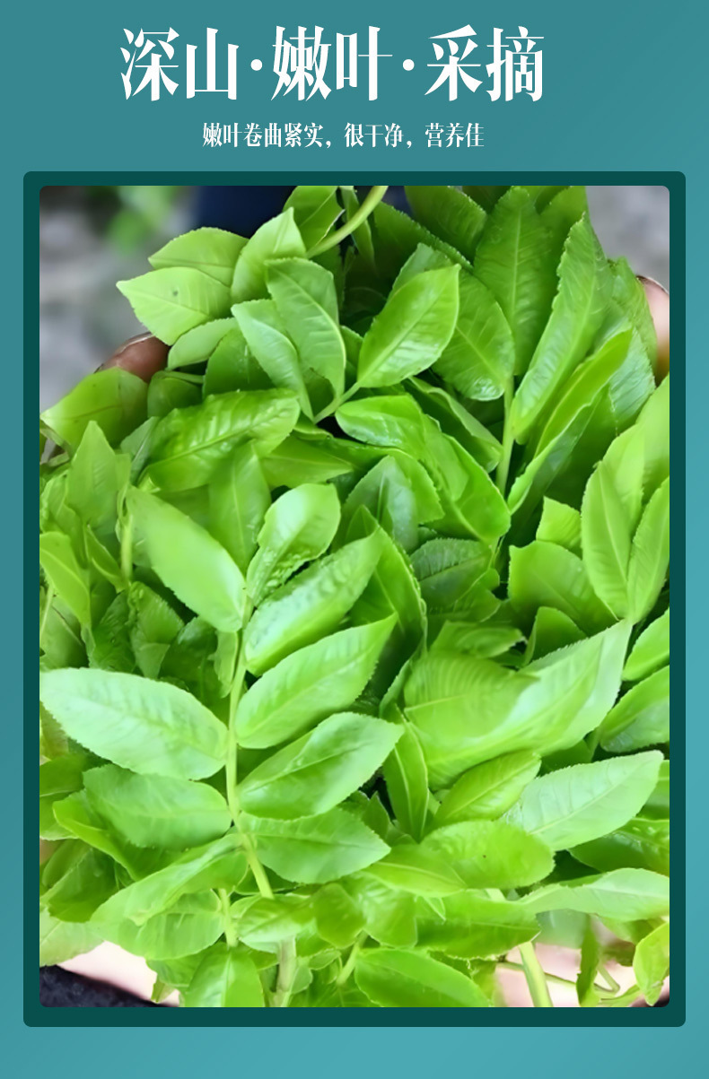 Cyclocarya Pteryiocarpa Leaf Tea 50g Bottle Qing Qian Liu Ye Dried Herbal Leaves for Daily Brew specifications