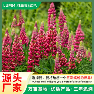 �S��ֱ�N���l�������N�����ȶ����ܷN������ͥԺ���^�����Nֲ����