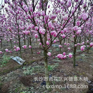 ���l�����m ֱ��3-5-8-10-12-15-20���ּt���m ���m��r�� Ҏ���R