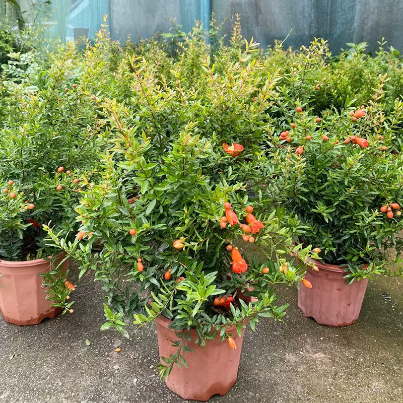 石榴花盆栽盆景果树苗室内四季开花带果植物室外庭院阳台绿植花卉