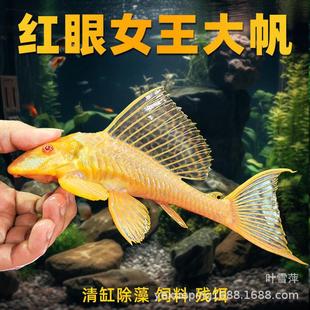 �S��t��Ů��������Ů�ʻ��w��С�����������~�Ꭷ�^�p�~���l