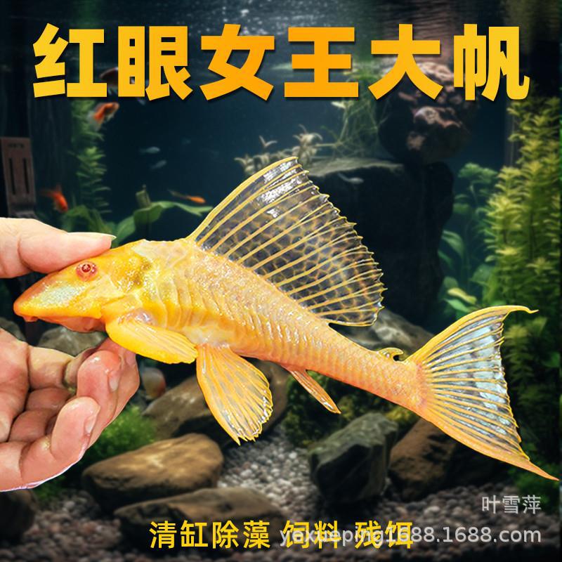 黄金红眼女王清道夫大帆女皇活体大小型垃圾异型鱼热带观赏鱼批发