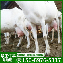 薩能奶山羊養殖場 陝西富平縣奶山羊價格 薩能奶山羊現在的價格