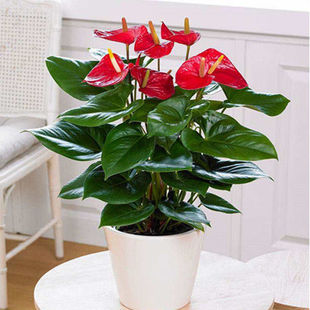 �����l؛�t�Ʒ��ư��ƻ��҃�ˮ�����������ļ��_����ֲ��Gֲ