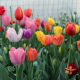 Tulip Bulbs Indoor and Outdoor Flower Seedlings Water and Soil Culture Flower Seeds Cold-Resistant Florals with Buds Tulip Potted Large Bulbs