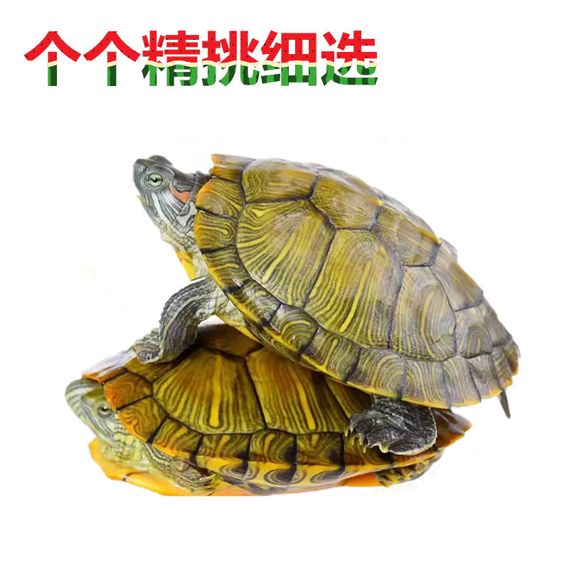 乌龟活物巴西龟黄金招财龟活体宠物观赏龟红耳巴西龟大小乌龟活物