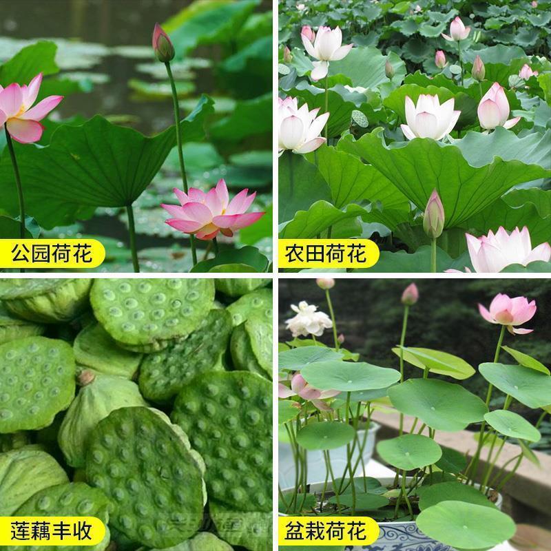 荷花种子水果味磨盘莲种籽食用莲子碗莲蓬藕种苗水生花卉