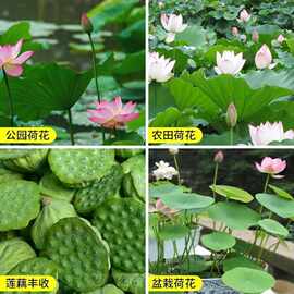 荷花种子水果味磨盘莲种籽食用莲子碗莲蓬藕种苗水生花卉