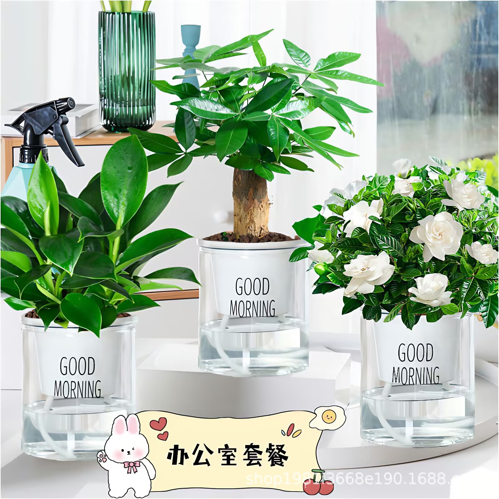 水培植物绿萝箩发财树多肉花卉薄荷金钻室内盆栽富贵竹文竹栀子花