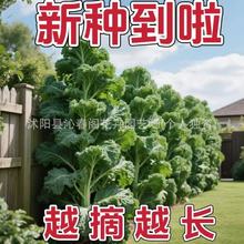 羽衣甘蓝蔬菜种子食用甘蓝蔬菜种籽阳台四季盆栽雨衣邹叶甘蓝种子