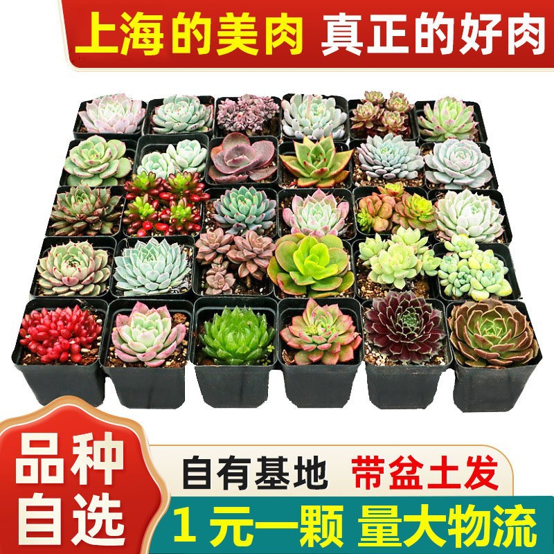 12개입 4-5cm 다육식물 검정 플라스틱 화분 (품종 랜덤 발송)