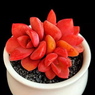 ¿¶҃ԶֲϡжֲƷNnB