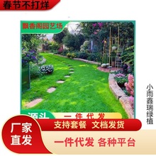 草坪草籽种子四季常青免修剪狗牙根护坡固土绿化草皮高羊茅黑麦草