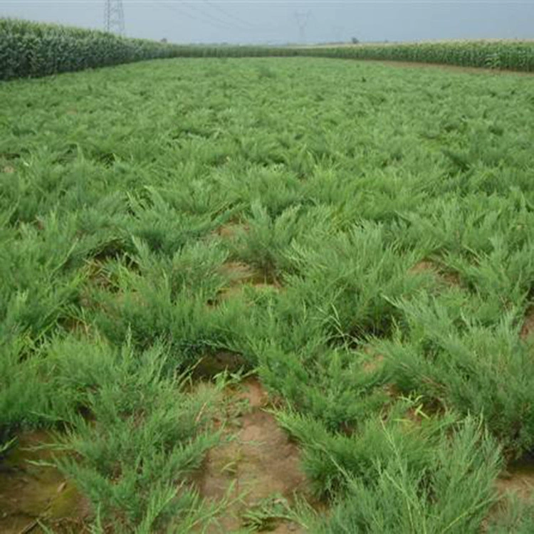 Инженерное зеленение саженцев, песчаный кипарис, саженцы песчаного кипариса, почвенный кипарис, защита и зеленение склонов, полные характеристики