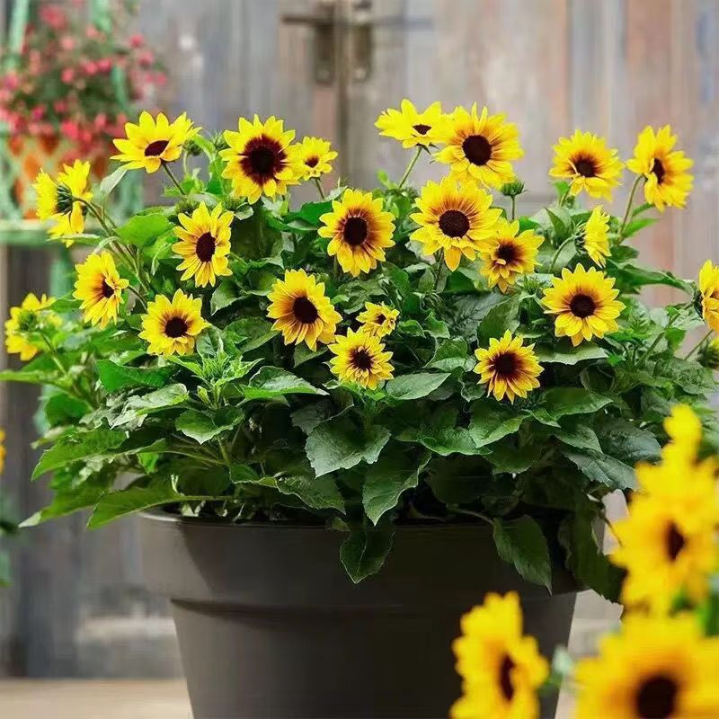 Super -ray sunflower light years potted potted super smile flower…