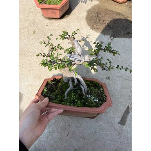 �����Ϙ������ܘ��������lˮꑸ�ͥԺ�쾰�����辰