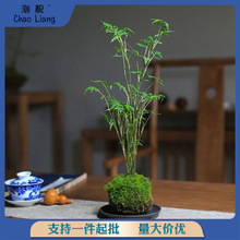 苔藓球植物米竹红观音竹金明竹水培盆景客厅室内桌面观赏竹子盆栽