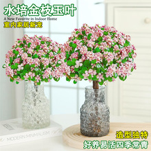 ˮ��ֲ���֦���~�����҃ȾGֲ�k����������⻨�����B�������辰