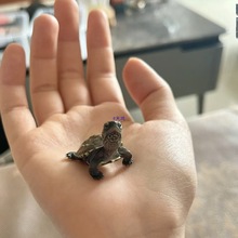 小乌龟活物苏北金线中华草龟苗认主人适合家养的迷你易存活宠物