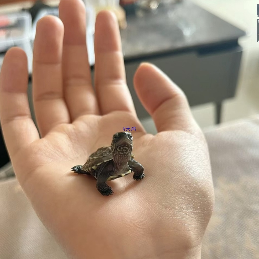 小乌龟活物苏北金线中华草龟苗认主人适合家养的迷你易存活宠物