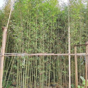 904 base direct sales of Luohan bamboo 3-4 meters high false planting bag seedlings green bamboo seedlings