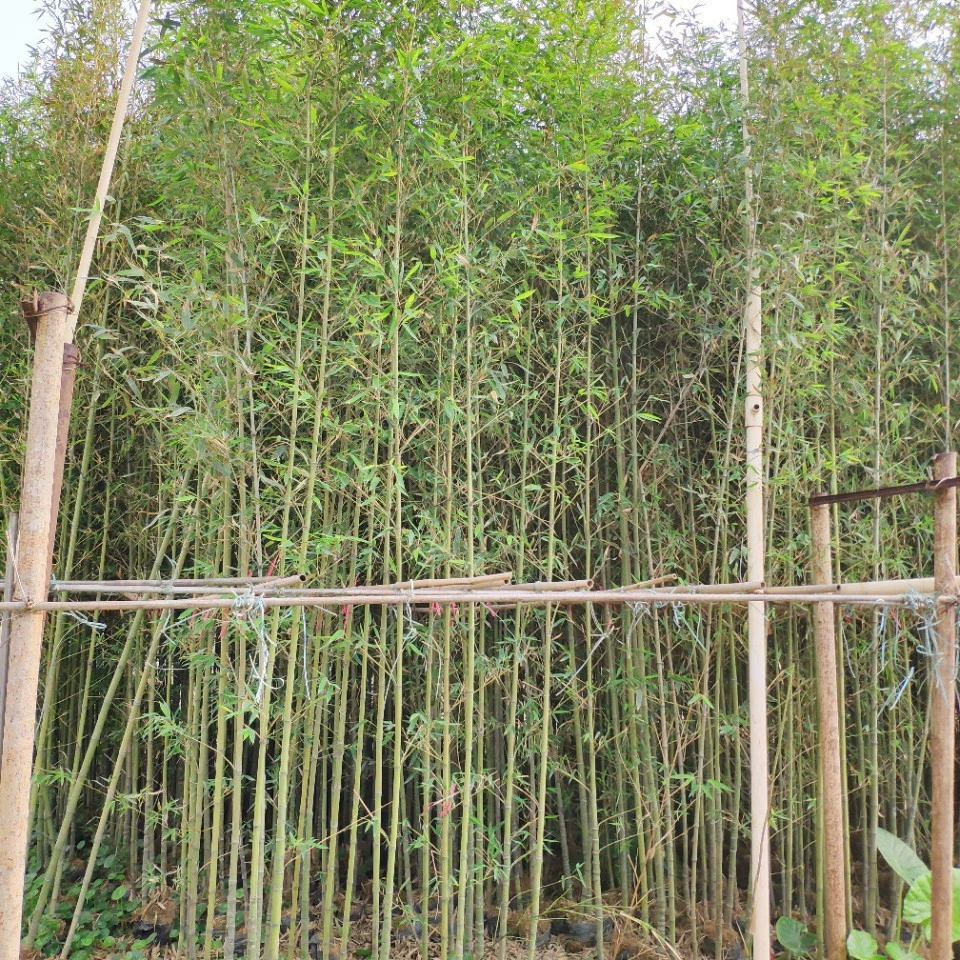 904 база прямых продаж Luo Han Bamboo 3-4 метра