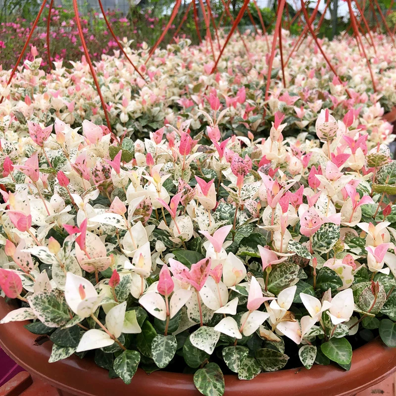 Цветочный лист, камень, цветочные рассады в горшках, четырехсезонные красочные листья, висячие цветочные растения, устойчивые к холоду и теплу, двор, балкон, зеленые растения и цветы, легко выращивать