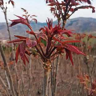 ʳ���㴻����t��ͥԺ��������㴺ѿ��G�����r�Ϸ������ͺ�ֲ��