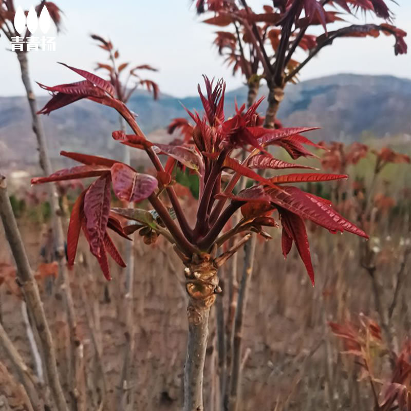 食用香椿树苗红油庭院大树盆栽香春芽树绿油新鲜南方北方耐寒植物