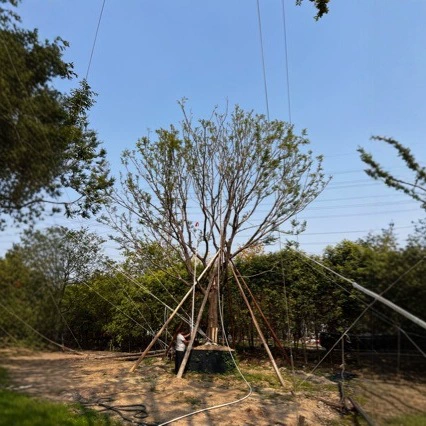 Рис Пуксу диаметр 36 пунктов, высота 9m