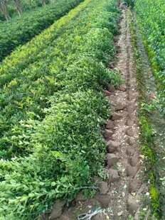 ���~�S��G�h ���~�S����    ʒɽ����ֱ�N  �G������  �������l