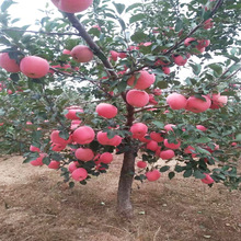 苹果树苗特大嫁接果树苗红富士脆甜盆栽地栽南方北方种植当年结果