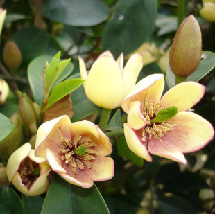 һ�����l�ļ��_����Ц�������ԝ����Ϳ͏d�҃Ȼ����^��ֲ��ͥԺ��