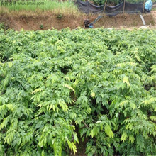 ���ں����S����N�� ӡ��С�~��̴�N�� ��z�ľ��N�� ����N��