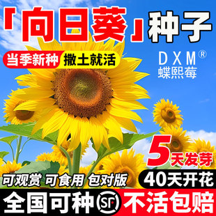 ���տ��N�ӷN�����տ����̨�����^�pʳ���_���ߗU�������ļ����N