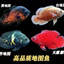 �ڰ׵؈D�~�i�ЊW�D Ѫ���� �Lˮ�~�д��͵�ˮ�Ꭷ�^�p�~���w